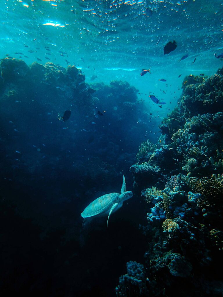 Gran Barrera de Coral