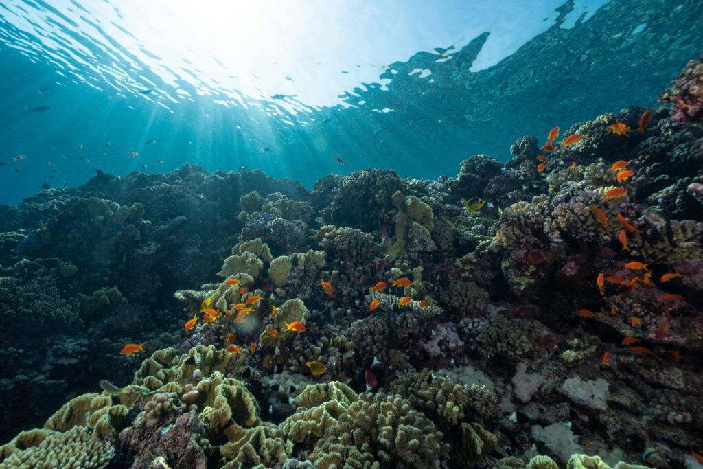 mejor epoca para visitar la gran barrera de coral